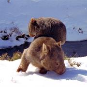 Alpine National Park (VIC)