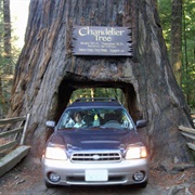 Drive Through a Giant Redwood in Northern California