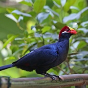 Turaco