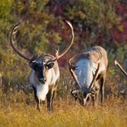See Caribou in the Wild