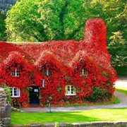 Ivy Covered House in Autumn