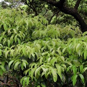 Selasian Wood (Cinnamomum Parthenoxylon)