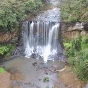 Te Henga-Goldie Bush Walkway