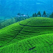 To Bring Tea From Sri Lanka Fields