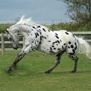 British Appaloosa