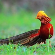Golden Pheasant