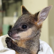 Wallaby
