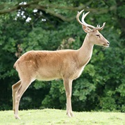 Eld's Deer