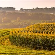 Cornfields