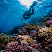 Diving in the Red Sea