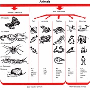 You Know the Latin Names for Trees, Animals or Insects...Or All