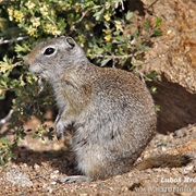 Uinta Ground Squirrel