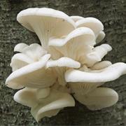 Oyster Mushroom