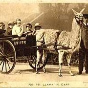 Llama Cart
