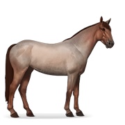 Mustang - Strawberry Roan