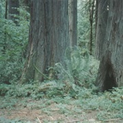 Lewis and Clark State Park, Washington