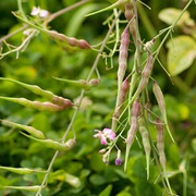 Serpent Radish (Raphanus Caudatus)