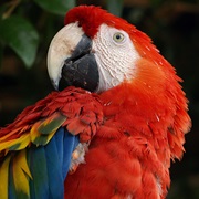Macaw