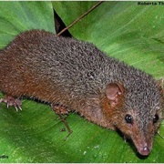 Northern Red-Sided Opossum