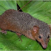 Northern Red-Sided Opossum