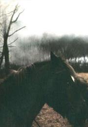 Gunpowder (The Legend of Sleepy Hollow)