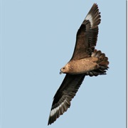 South Polar Skua