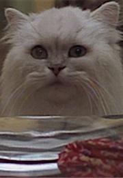 Snowbell, Stuart Little (1999)