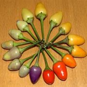 Bolivian Rainbow Chile