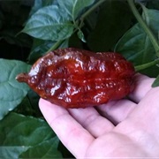 Chocolate Bhutlah