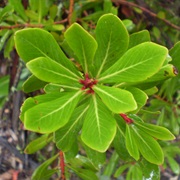 Alpine Pepperbush (Tasmannia Xerophila)