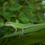 Lizard