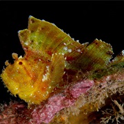 Leaf Scorpionfish