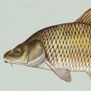Carp