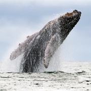 Whale-Watching on the Colombian Pacific Coast