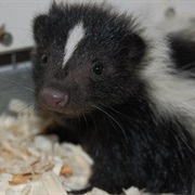 Skunk