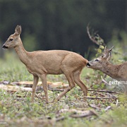 Western Roe Deer