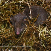 Long-Nosed Shrew Opossum