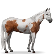 Paint Horse - Chestnut Tovero