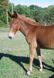 To Be a Logger (Lois Lenski)