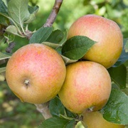Ashmead's Kernel