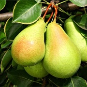 Pear Tree