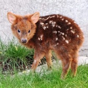Pudu