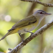 Yellow-Green Vireo