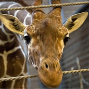 Fed a Giraffe