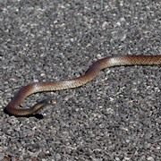 Western Brown Snake
