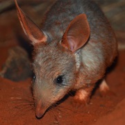 Bilby
