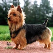 Australian Terrier
