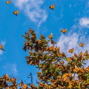 Monarch Butterfly Biosphere Reverse, Mexico