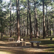 Braai at Tokai Forest