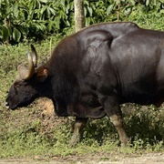 Gaur